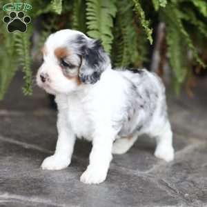 Brynn, Cavapoo Puppy